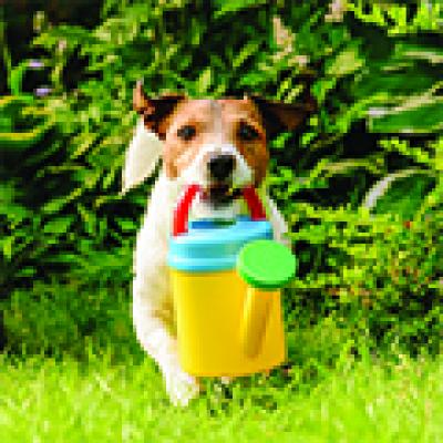 Dog carrying watering can
